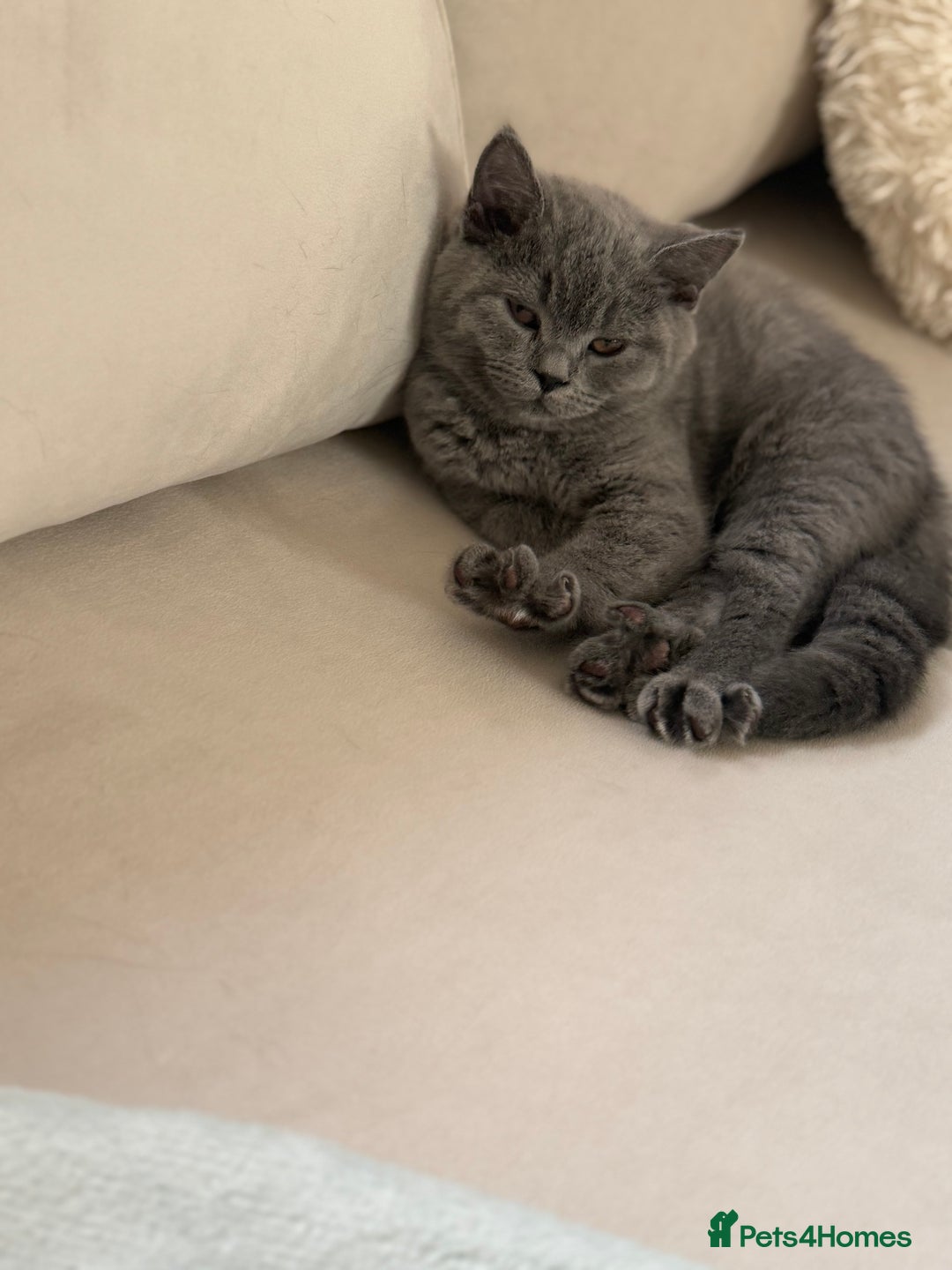 British Shorthair cats for sale: Champion Bloodline British Shorthair & Longhair - Image 10