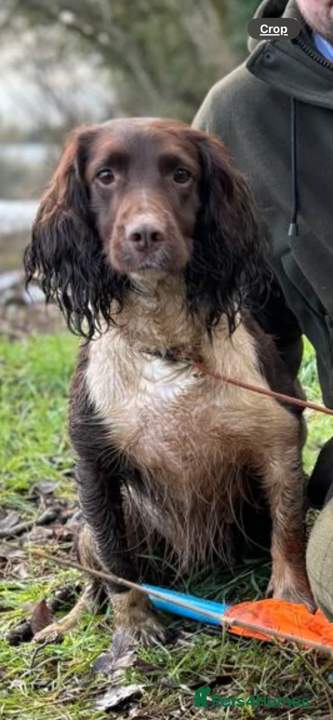 Sprocker dogs for sale: Sprocker puppies for sale  - Advert 7