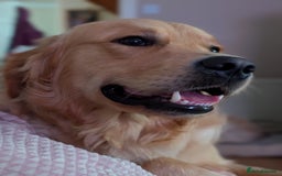 Golden Retriever dogs for stud: Fully Health Tested KC Golden Retriever For Stud in Saltcoats - Image 3
