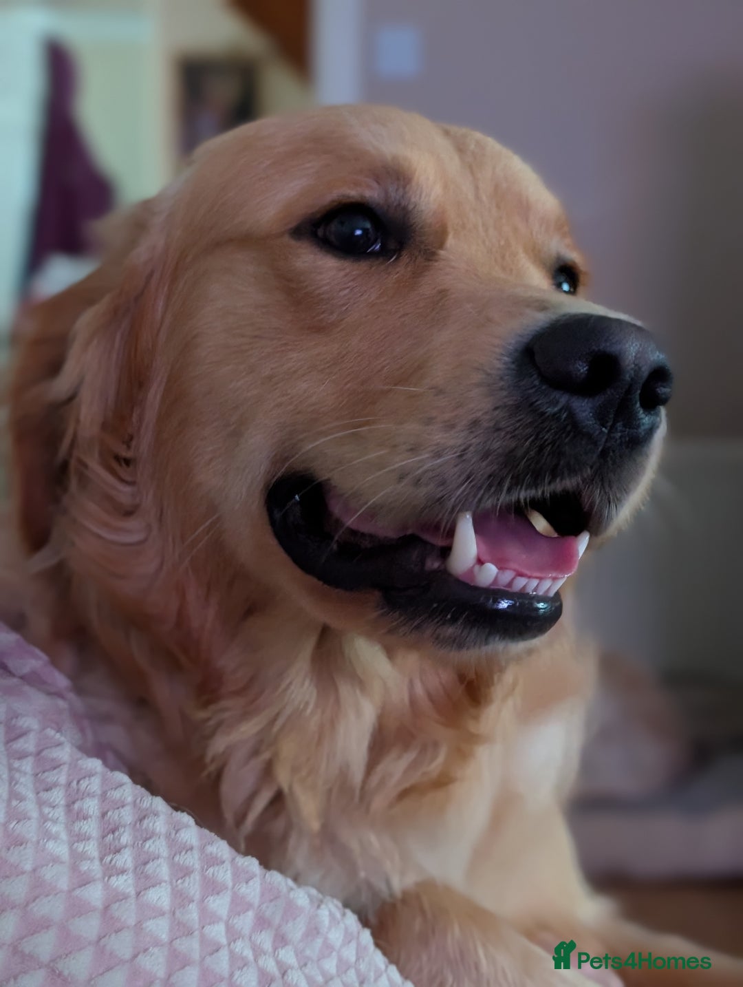 Golden Retriever dogs for stud: Fully Health Tested KC Golden Retriever For Stud in Saltcoats - Image 3