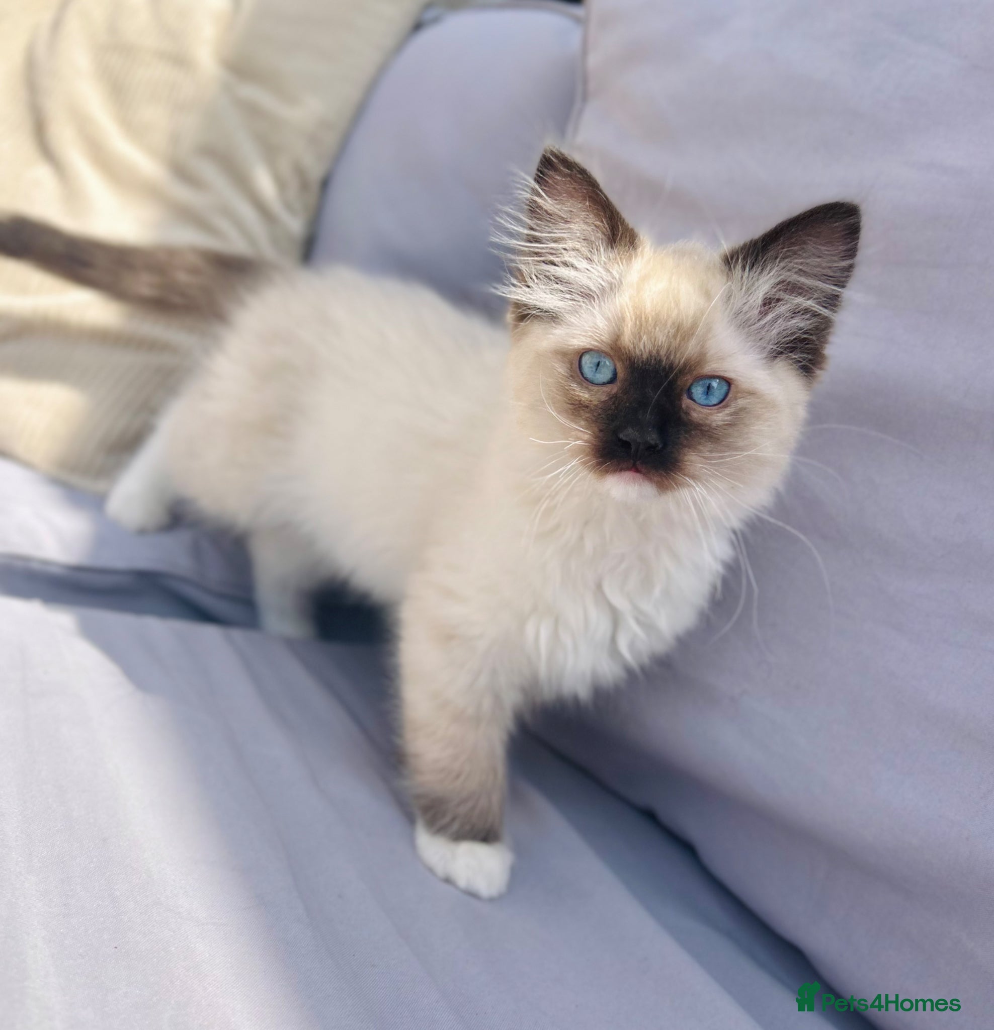 Ragdoll cats Male chocolate point ragdoll kitten - Advert 1
