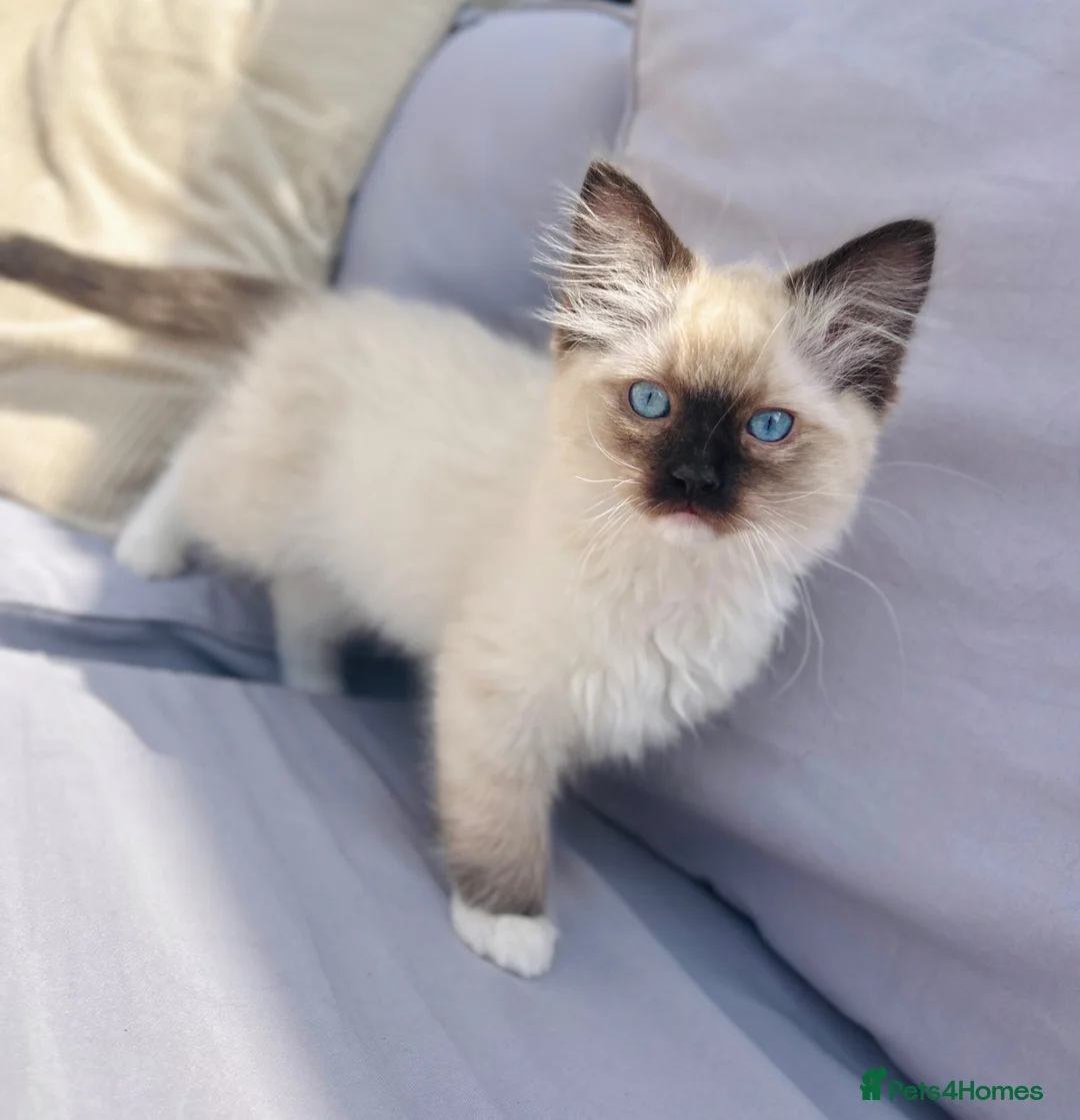 Ragdoll cats for sale: Male chocolate point ragdoll kitten - Advert 1