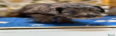 Labradoodle 8