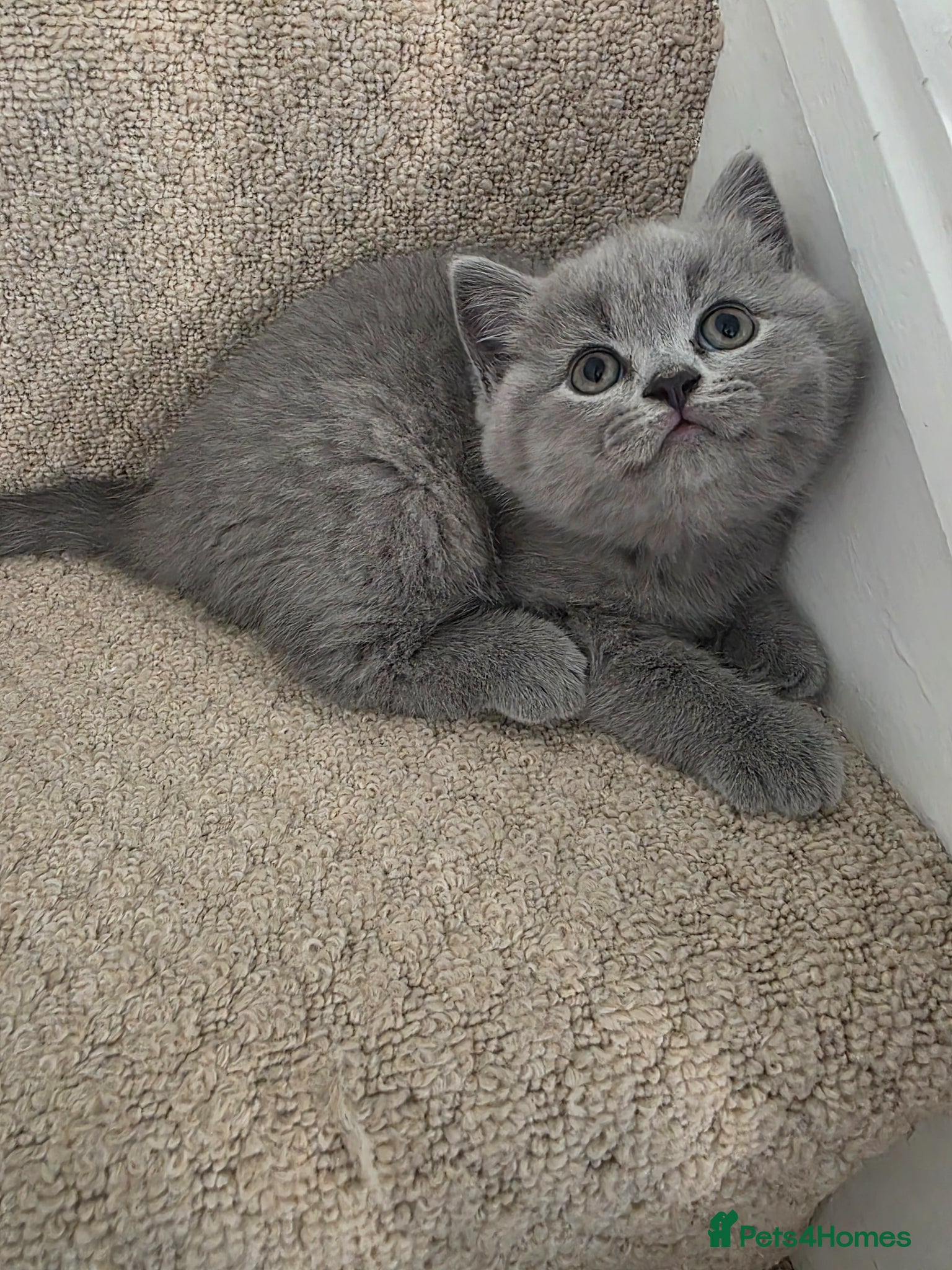 British Shorthair cats British shorthair kittens - Advert 3