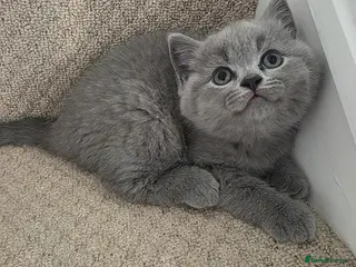 British Shorthair cats British shorthair kittens - Advert 3