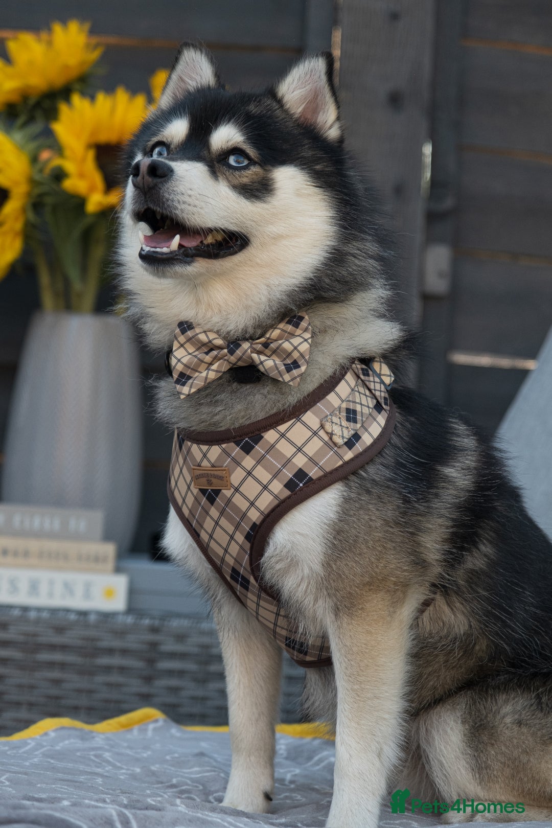 Pomsky dogs for stud: Pomsky Proven Stud | Blue Eyes  - Advert 3