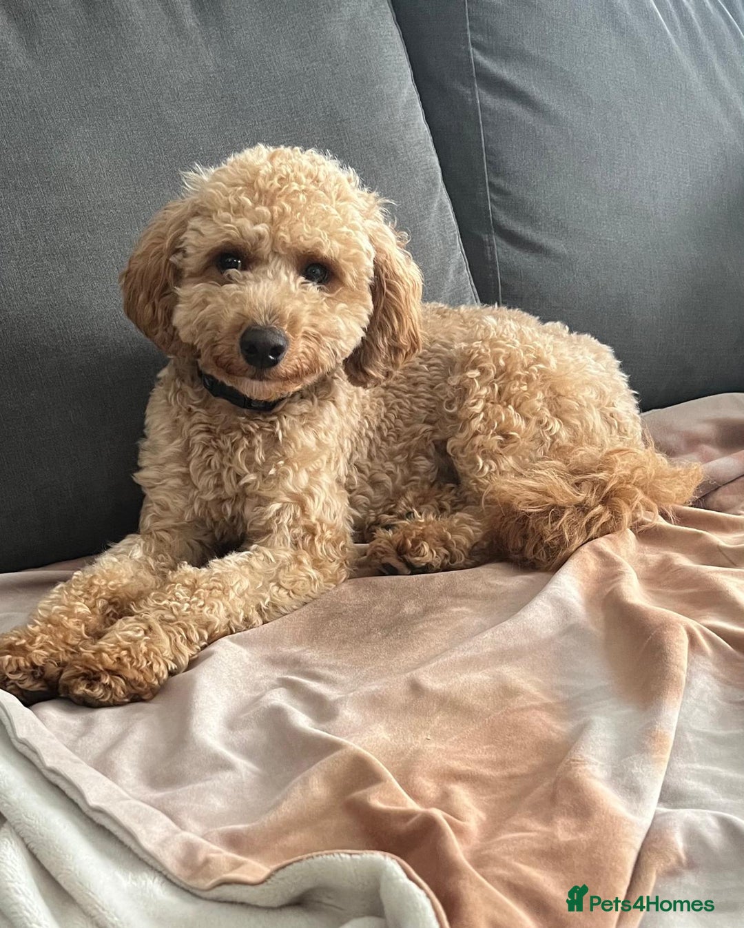 Cavapoo dogs for sale: Cavapoo  - Advert 1