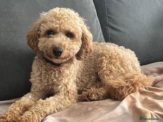 Cavapoo dogs Cavapoo - Advert 1