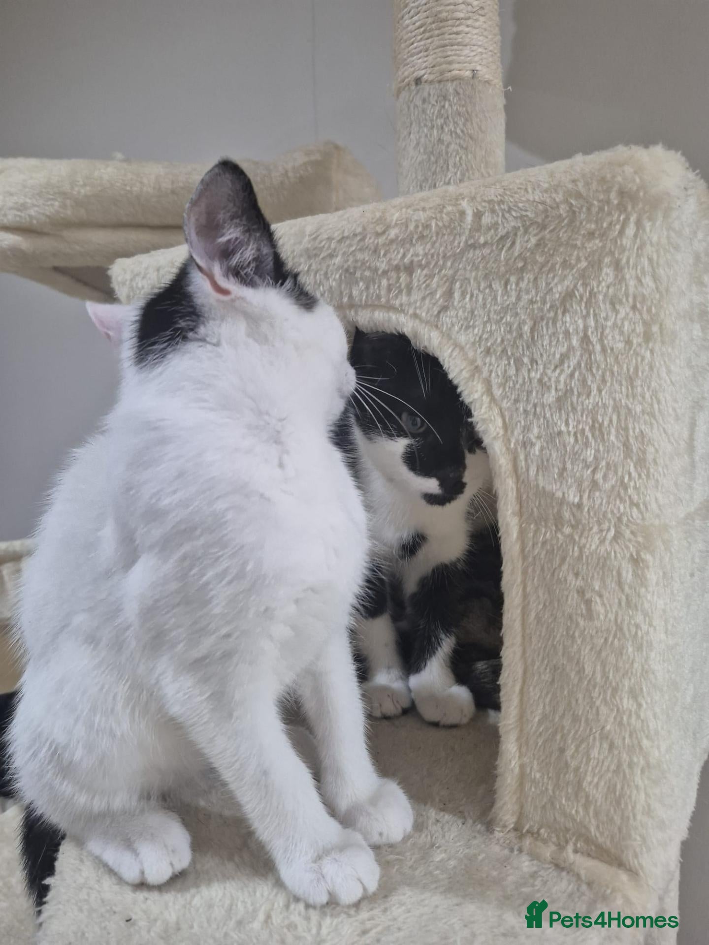 Domestic Shorthair cats Two female kittens for sale - Advert 14