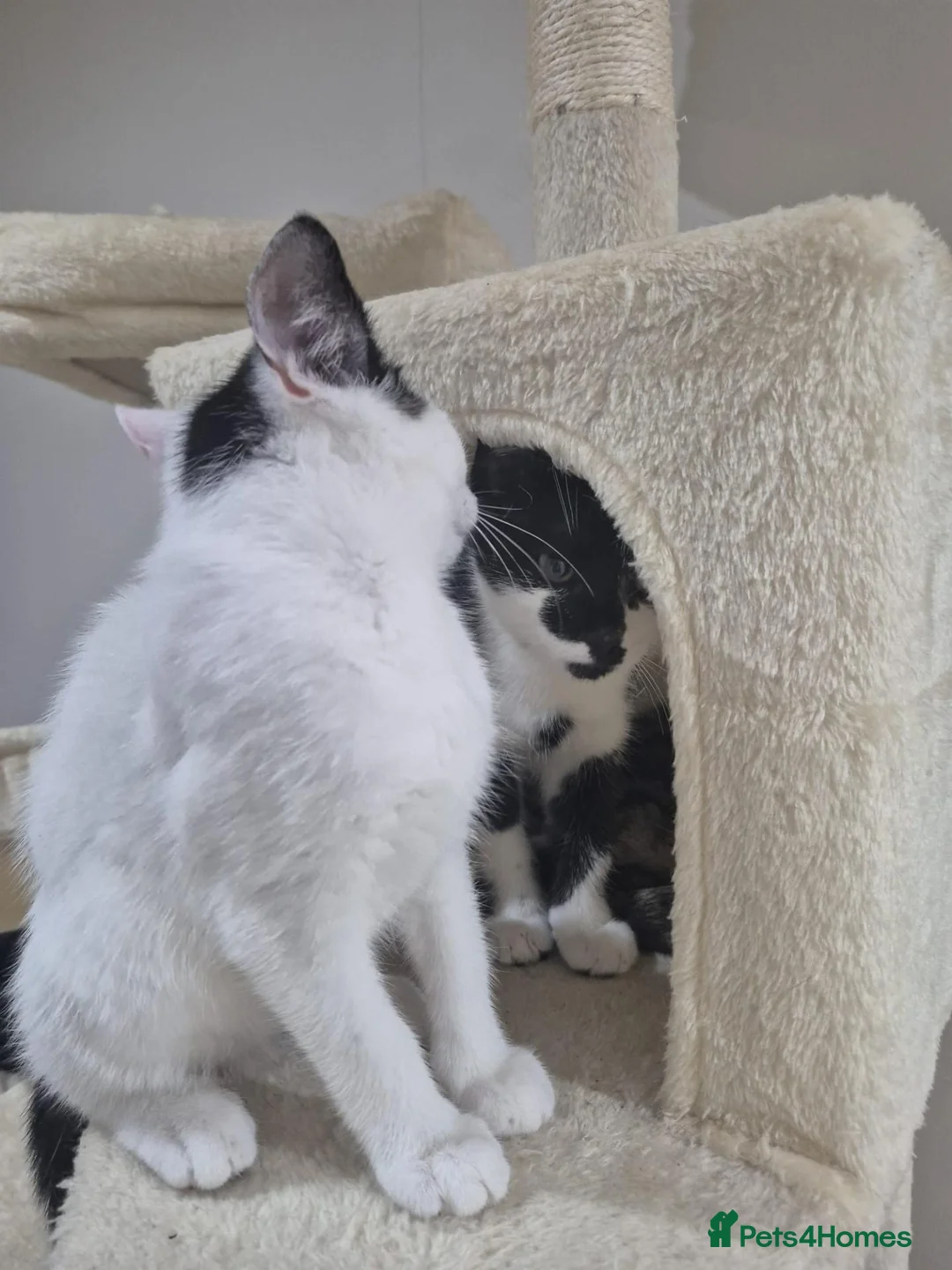 Domestic Shorthair cats for sale: Two female kittens for sale in Bradford - Advert 1