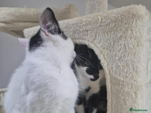Domestic Shorthair cats for sale: Two female kittens for sale - Advert 13