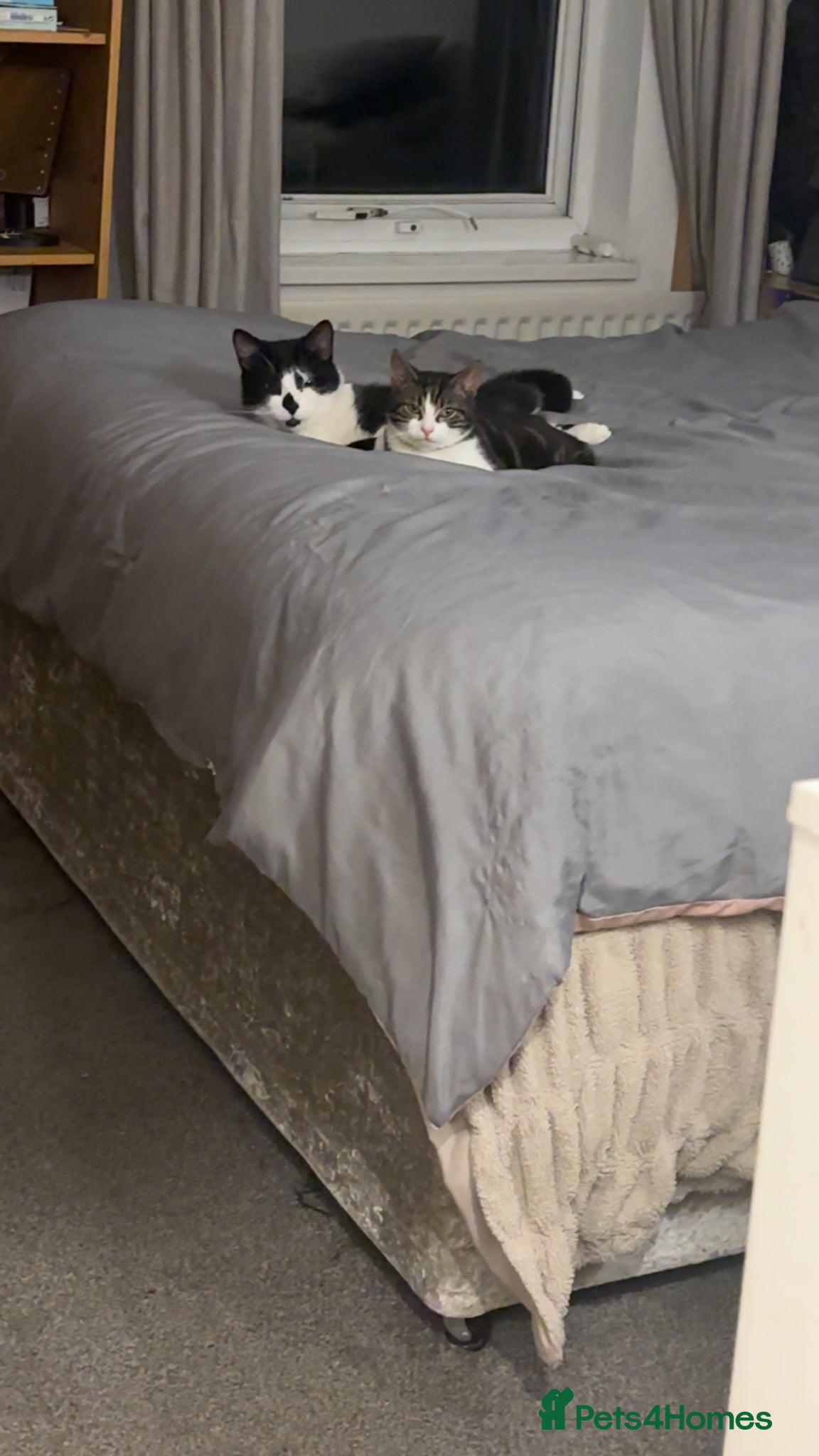 Mixed Breed cats Male cat & female kitten  - Advert 1