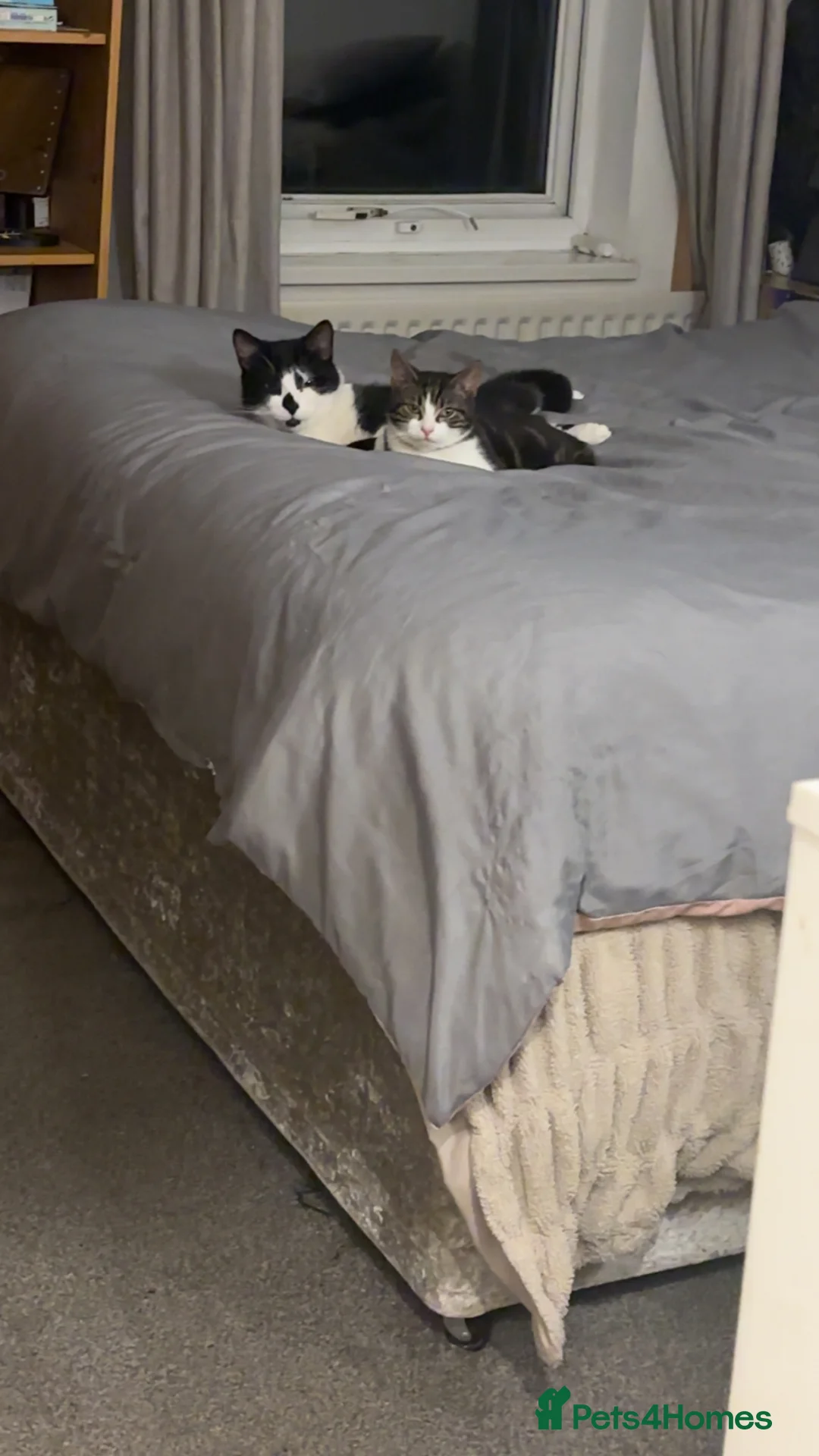 Mixed Breed cats for sale: Male cat & female kitten  - Advert 1