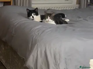 Mixed Breed cats Male cat & female kitten - Advert 1