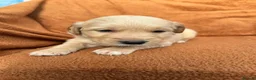 Golden Retriever dogs for sale: Kennel Club Registered Golden Retriever Puppies  - Advert 2