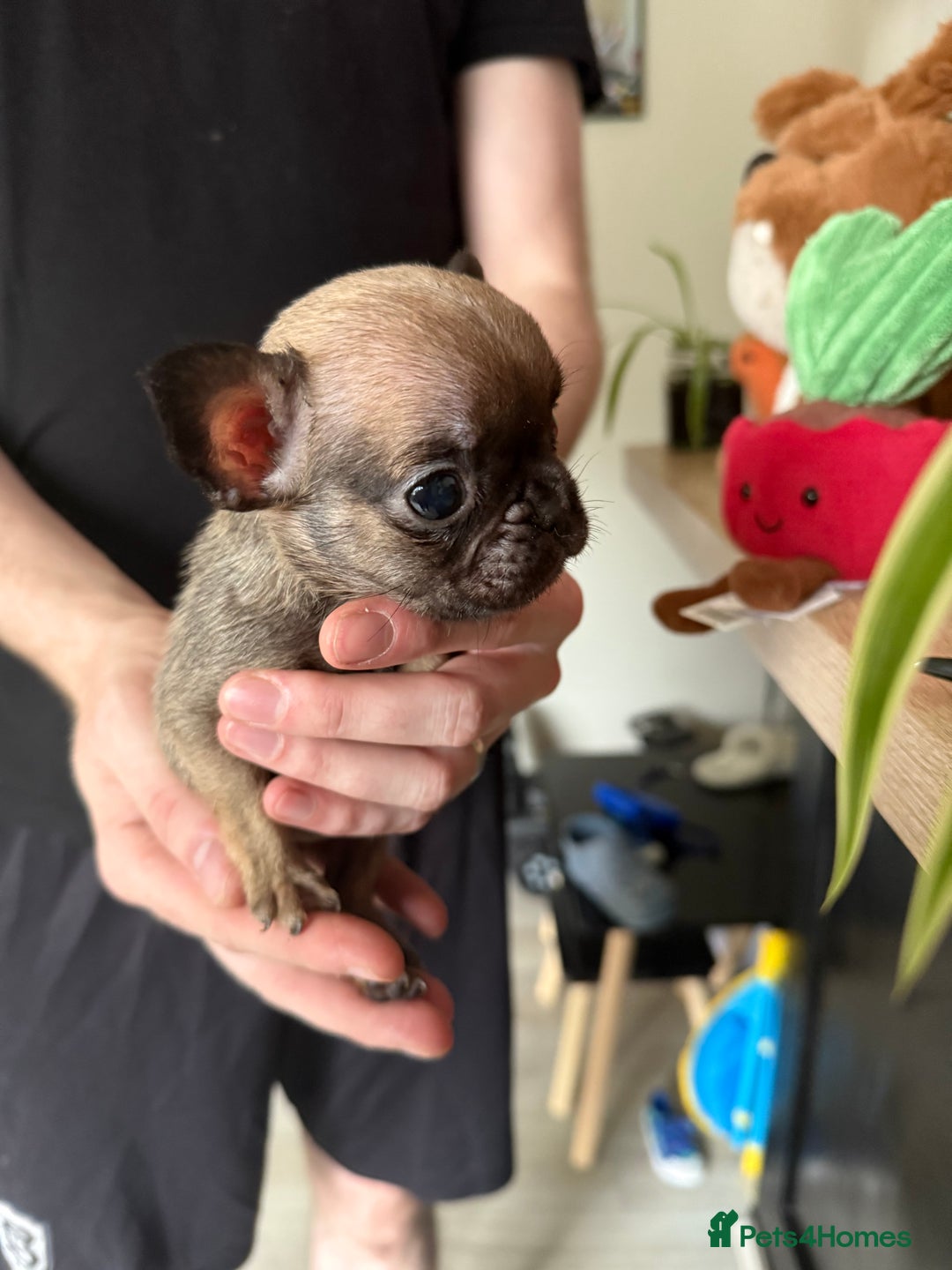 French Bulldog dogs for sale: Frenchie for sale - Image 3