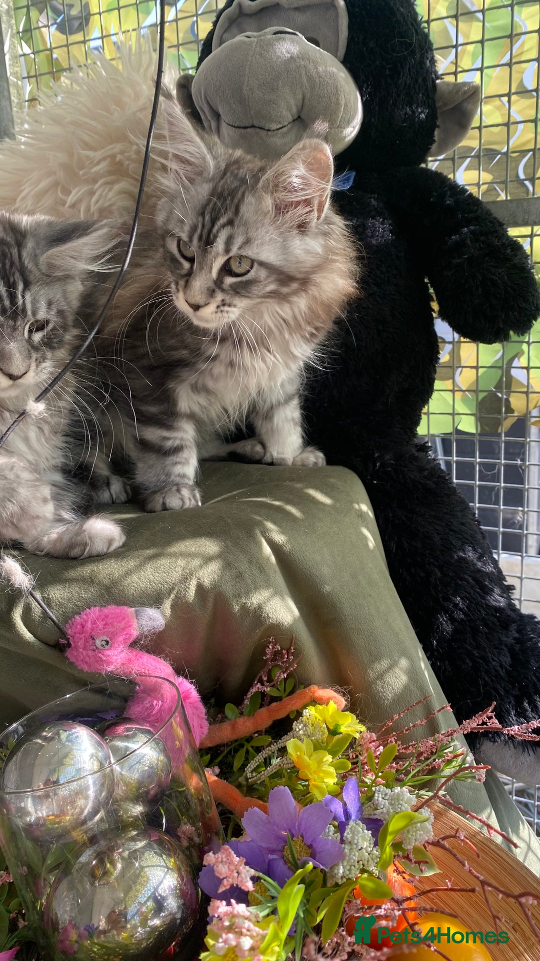Maine Coon cats for sale: Pedigree registered Maine Coons - Image 21