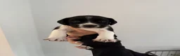Mixed Breed dogs for sale: Springador puppies for sale.  - Advert 3