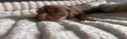 Cocker Spaniel dogs for sale: Beautiful cocker spaniel puppies - Advert 7