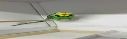 Budgerigars birds for sale: Budgies for sale  - Advert 30