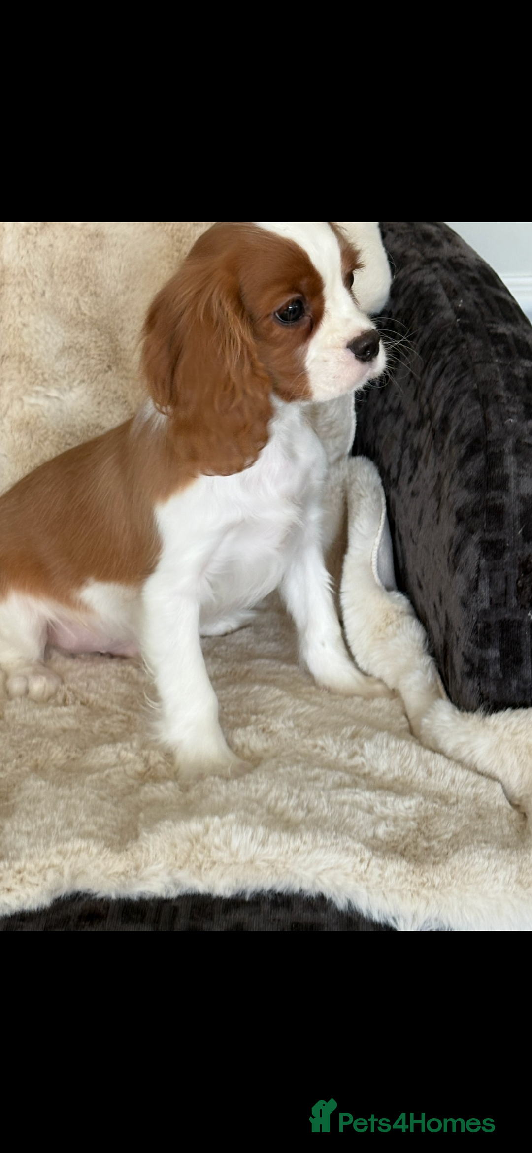 Cavalier King Charles Spaniel dogs for sale: Beautiful health tested cavalier King Charles pups - Image 4