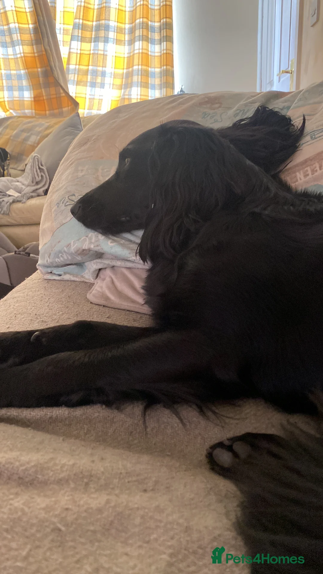 Cocker Spaniel dogs for sale: Pablo - Advert 7