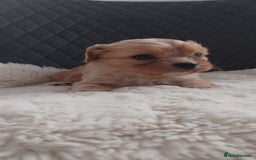 Cavapoo dogs for sale: Cavapoo pups ready to leave! - Image 23