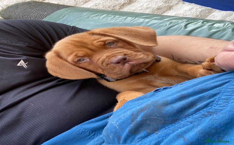 Dogue De Bordeaux dogs - Advert 1