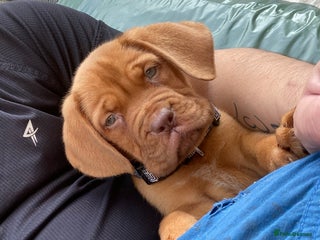 Dogue De Bordeaux dogs - Advert 13