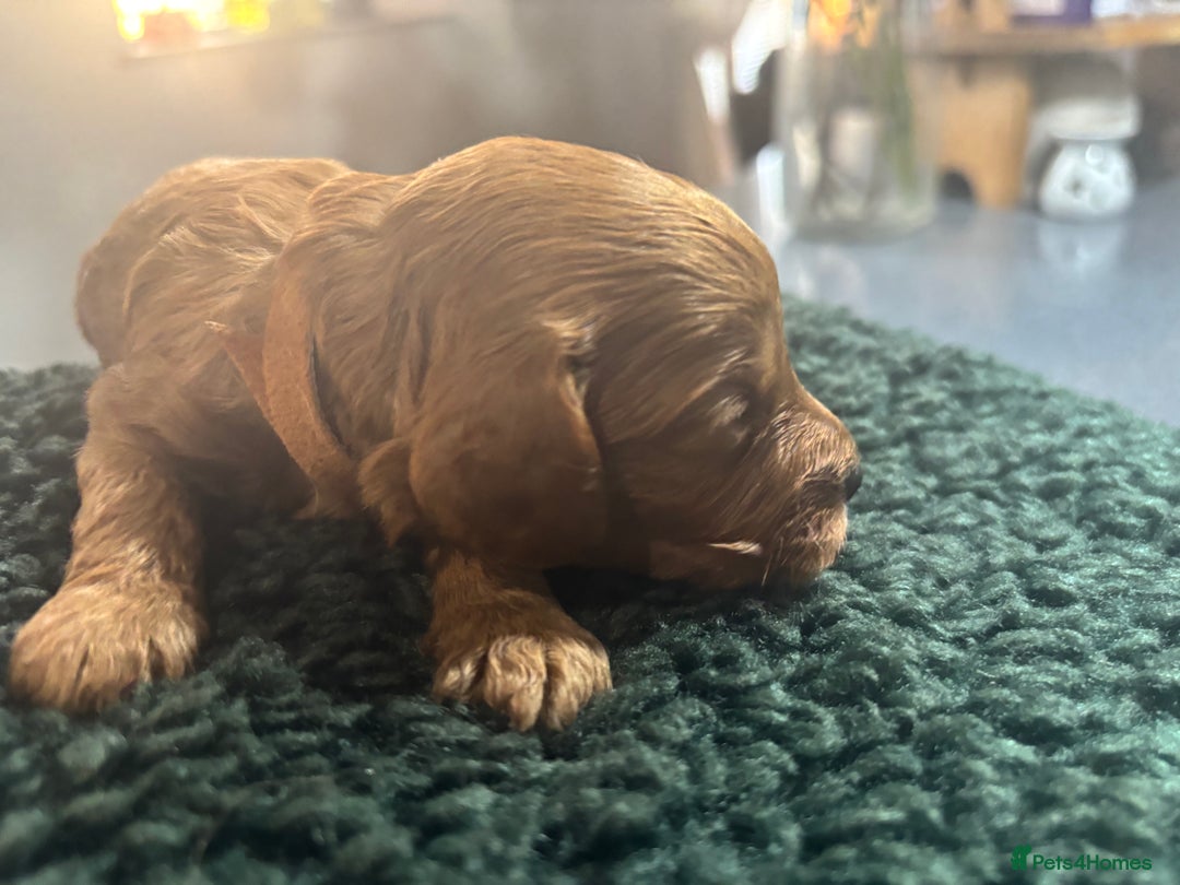 Cavapoo dogs for sale: Beautiful healthy Cavapoo’s d.o.b 22/08/25 - Image 17