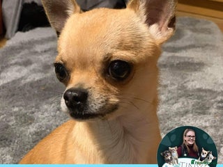 Chihuahua dogs in Leeds - Advert 20