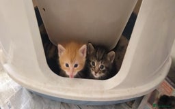 Ragdoll cats for sale: Beautiful Ragdoll x Kittens  - Advert 15