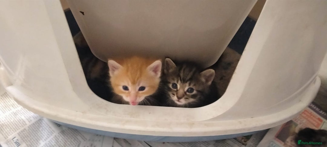 Ragdoll cats for sale: Beautiful Ragdoll x Kittens  - Advert 15