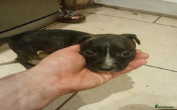Staffordshire Bull Terrier dogs for sale: Staffordshire bull terrier 2x litters - Image 16