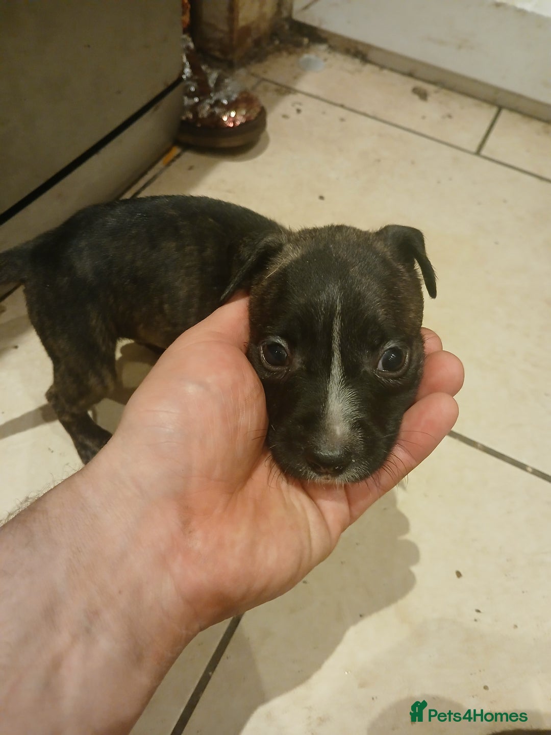 Staffordshire Bull Terrier dogs for sale: Staffordshire bull terrier 2x litters - Image 16