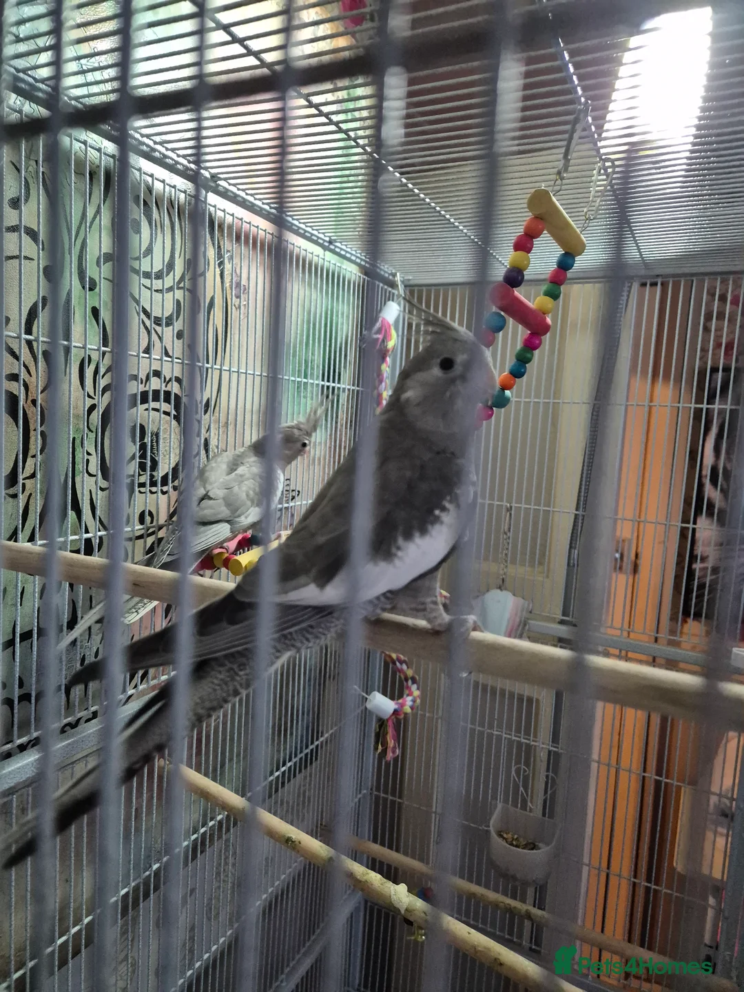 Cockatiels birds for sale: 2 male aviary bred cockateils. White face - Advert 3