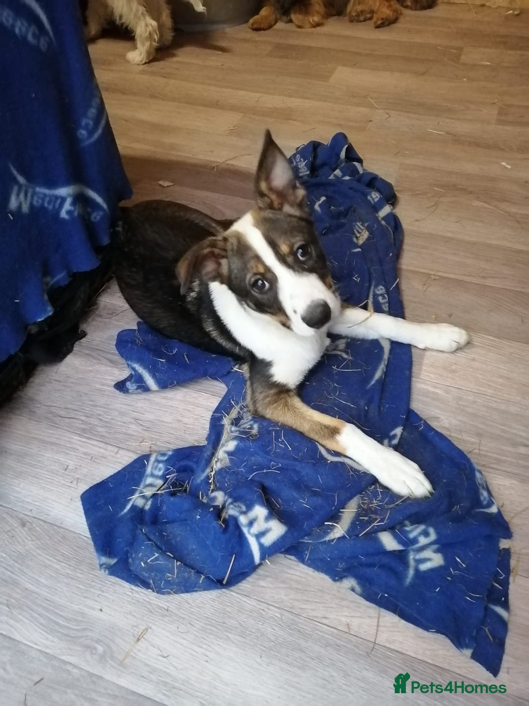 Mixed Breed dogs for adoption: 💖🐶 SESI 🐶💖 - Image 6