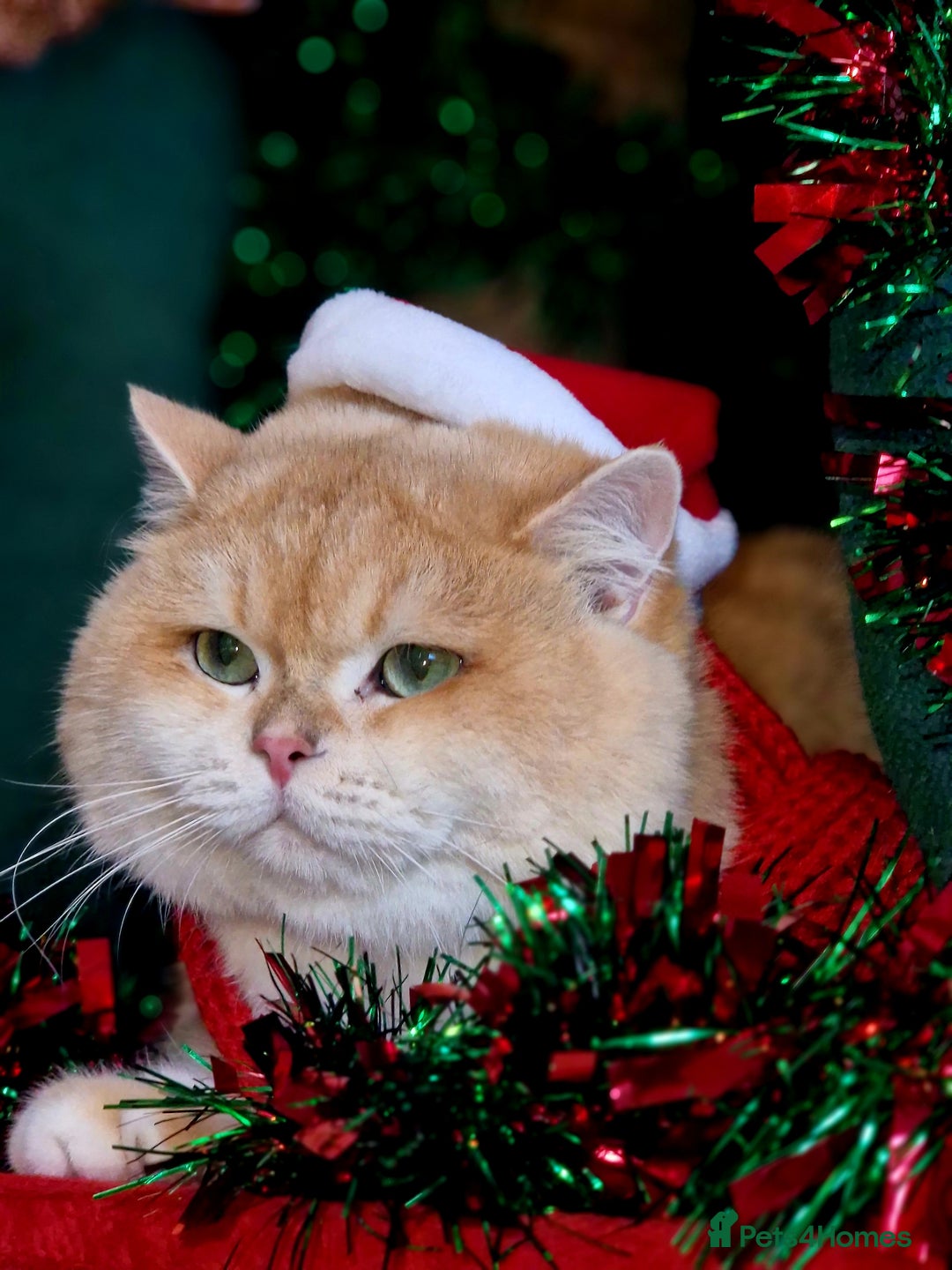 British Shorthair cats for stud: Pedigree Golden BSHstud, Green eyes, Active rgstrd - Advert 1