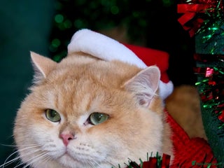 British Shorthair cats Pedigree Golden BSHstud, Green eyes, Active rgstrd - Advert 3