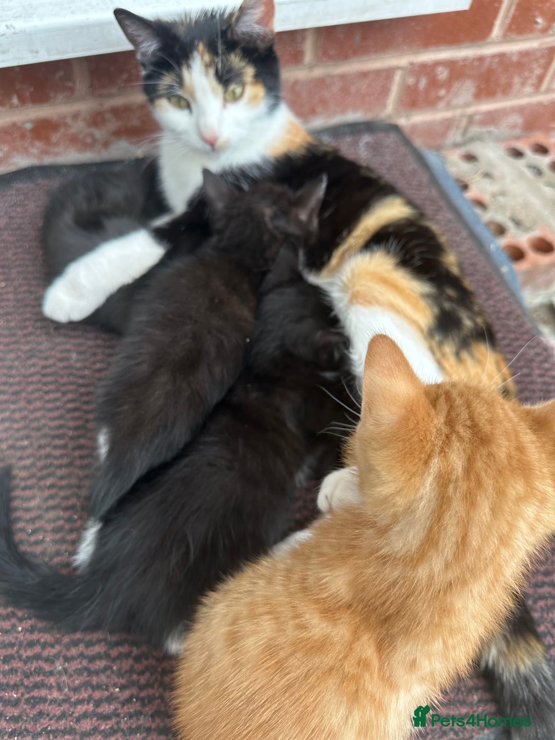 Mixed Breed cats for sale: Kitten - Image 2