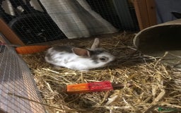 Mixed Breed rabbits for sale: Baby rabbits mixed breed  - Image 6