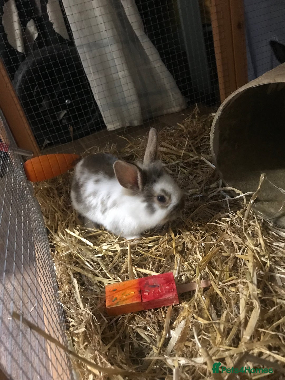 Mixed Breed rabbits for sale: Baby rabbits mixed breed  - Image 6