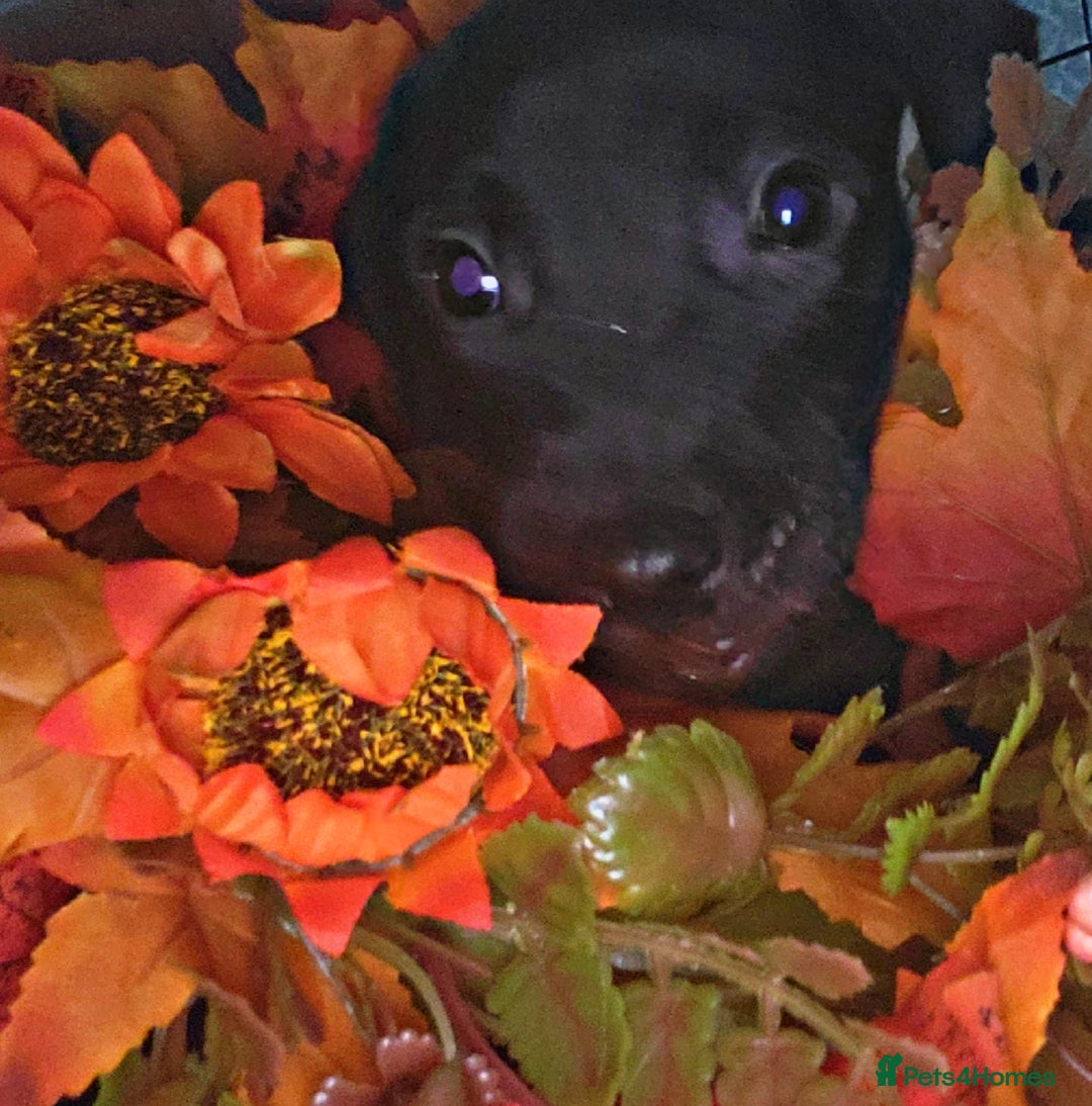 Mixed Breed dogs for sale: Beautiful mixed breed puppies - Image 6
