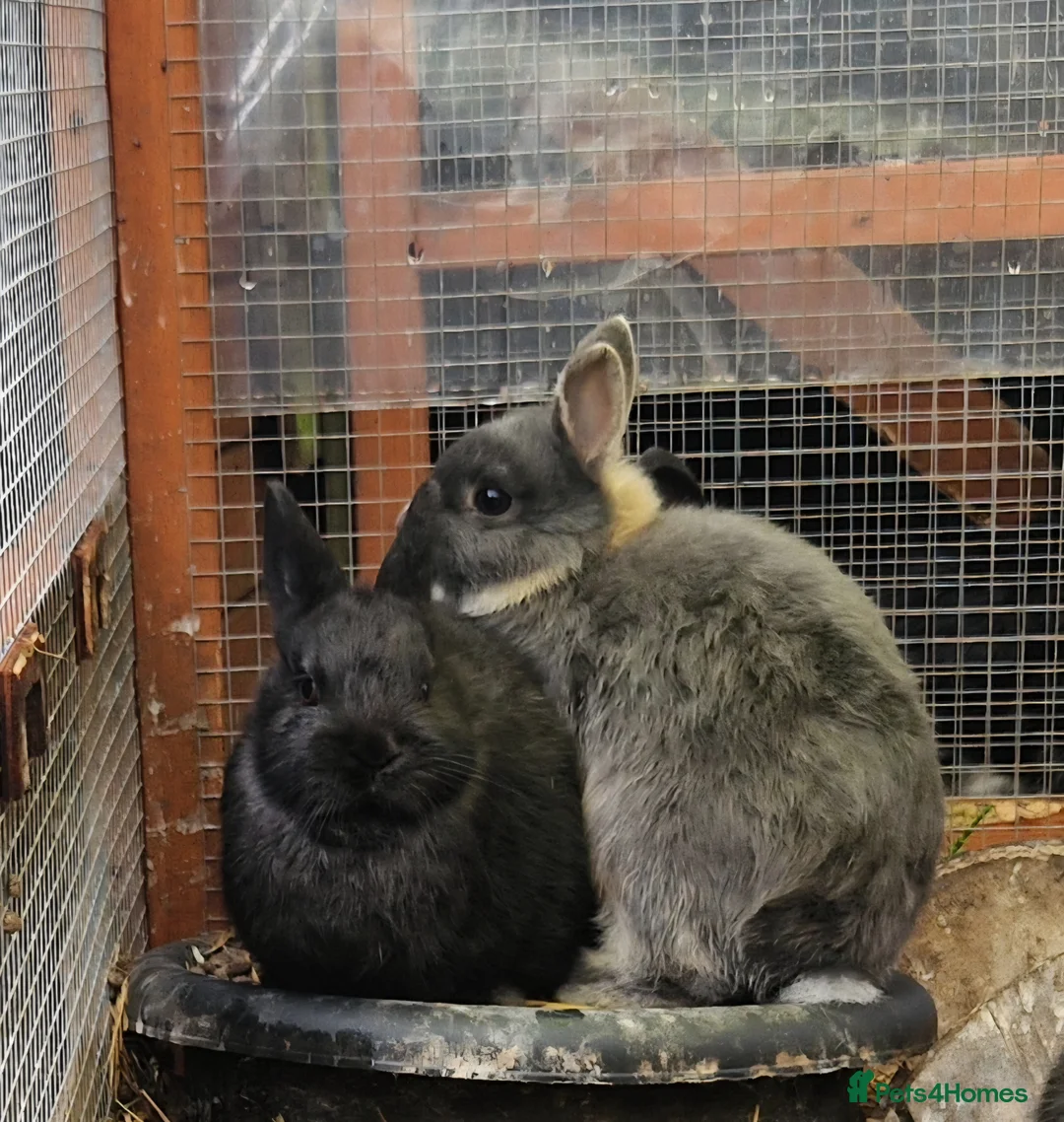 Mixed Breed rabbits for sale: Cute, friendly, diddy Dwarf x Dwarf Lionhead boys  - Advert 2