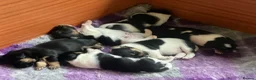 Jack Russell dogs for sale: Beautiful litter of Jack Russel puppies  in Milnthorpe - Advert 21