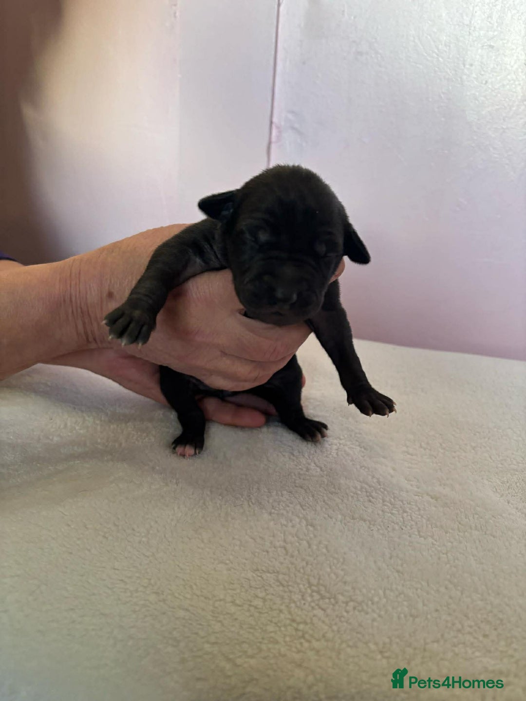 Mixed Breed dogs for sale: Bull Greyhound  - Advert 8