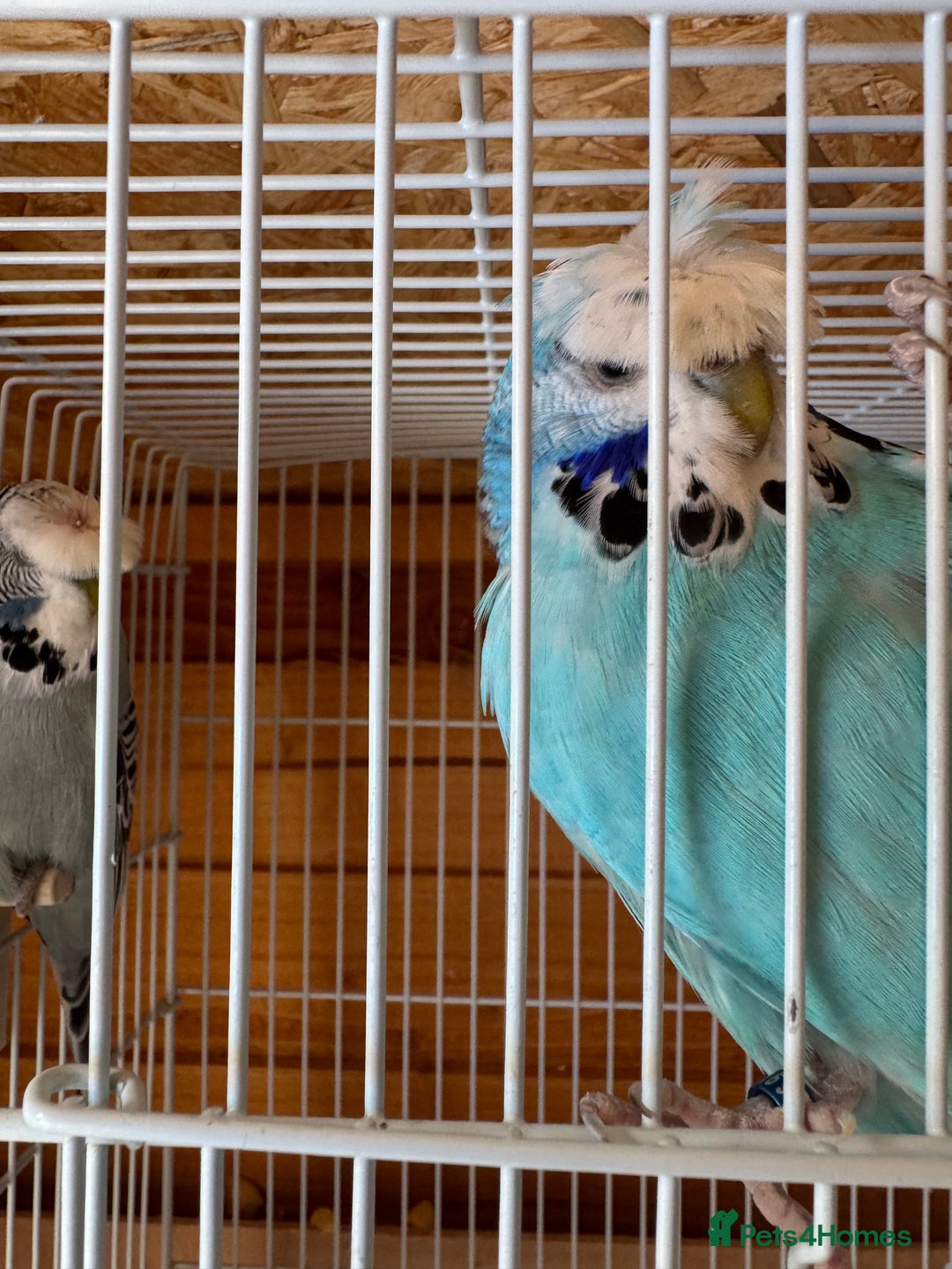 Budgerigars birds for sale: Exhibition budgie flock  - Image 15
