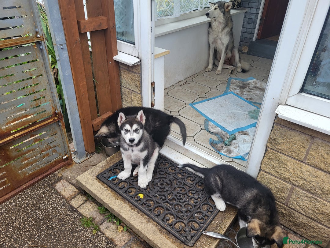 Mixed Breed dogs for sale: Alaskan Malamute puppies for sale - Image 6