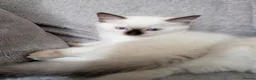 Ragdoll cats for sale: Ready to leave NOW discount price - Advert 28