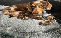 Miniature Dachshund dogs for sale: Miniature dachshund puppies  - Image 4